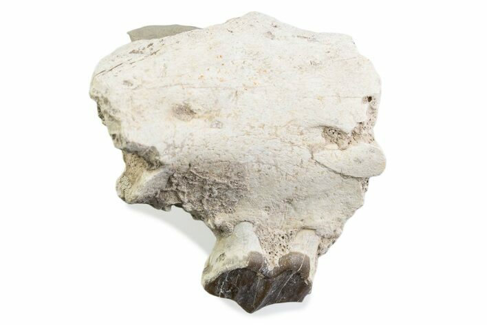 Fossil Running Rhino (Hyracodon) Jaw Section - South Dakota #375415